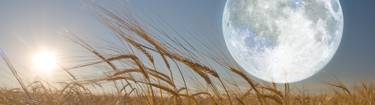 harvest-full-moon.jpg