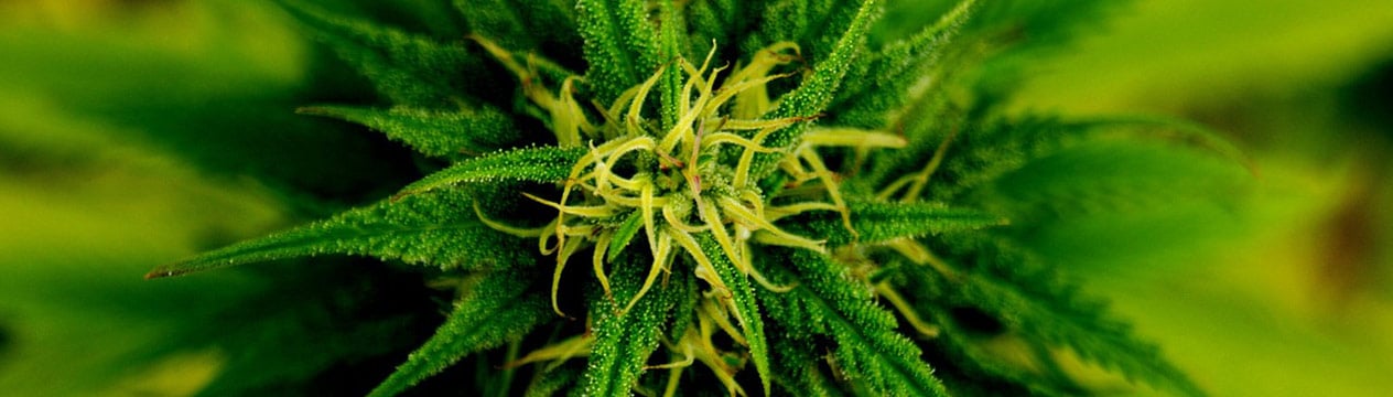 marijuana-and-spirituality.jpg