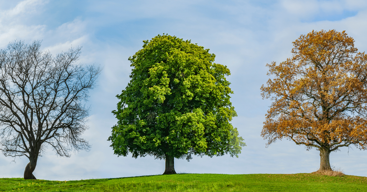 Trees-in-different-seasons.png