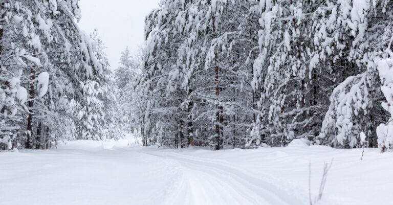 29910-snow-tetiana-shyshkina-unsplash_source_file.jpg