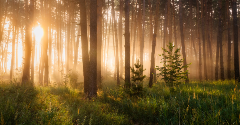 43397-untitled-design-2025-09-19t150020_source_file.png